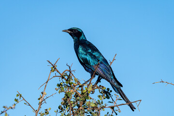 A portrait of a Cape Glossy Starling (Lamprotornis nitens) in the Timbavati Reserve, South Africa perched on a tree with blue sky in the background