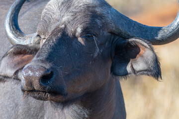 Fototapeta premium Large male Cape Buffalo (Syncerus caffer) pictured in the Timbavati Reserve, South Africa