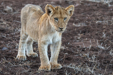 Portrait of a lion cub (Panthera leo) in the Timbavati Reserve, South Africa