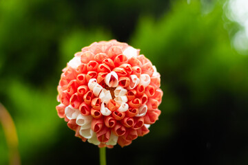 A single large dahlia bloom