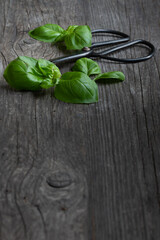 basil leaves and black scissors on wooden background copy space