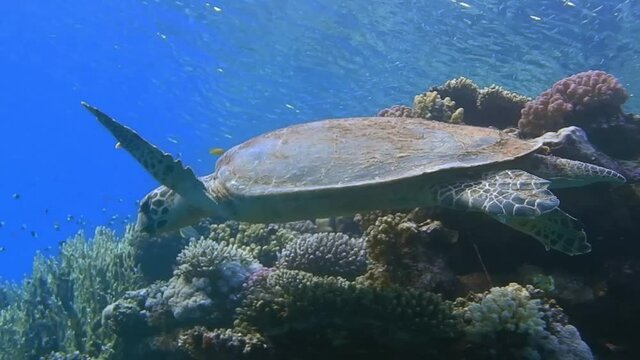hawksbill turtle hovers over beautiful corals while diving the red sea