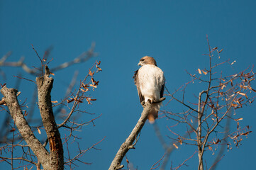 Red tailed hawk perched atop tree
