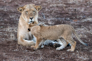 Lioness and cub interacting in the Timbavati Reserve, South Africa