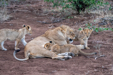 Naklejka na ściany i meble Family group of lioness and cubs (Panthera leo) nursing in the Timbavati Reserve, South Africa