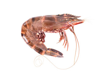 fresh raw shrimp on white background.