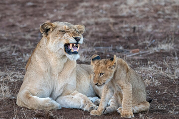 Fototapeta na wymiar Lioness and cub interacting in the Timbavati Reserve, South Africa