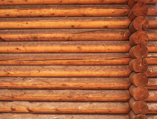 A wall of the pine round timbers. Wooden texture.