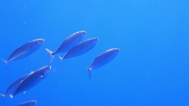 little school of big mouth mackerel fish in the blue sea