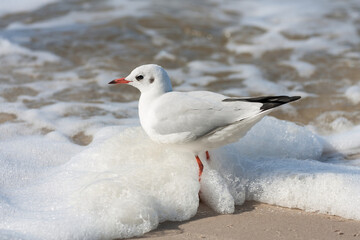 Seagull on the beach