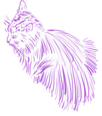 Beautiful cat in the rays of the sun