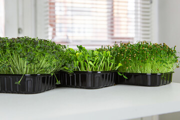 tray with micro-green seedlings on a white background. Growing greenery at home