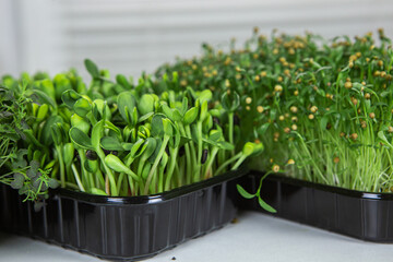 tray with micro-green seedlings on a white background. Growing greenery at home