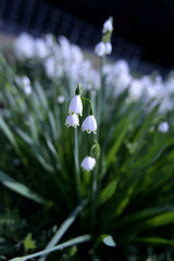 スノーフレーク