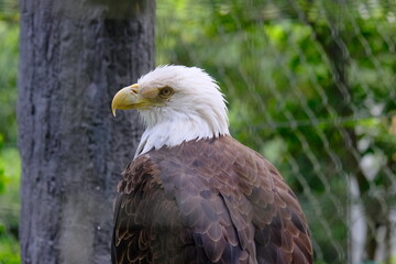 Obraz premium sharp eye