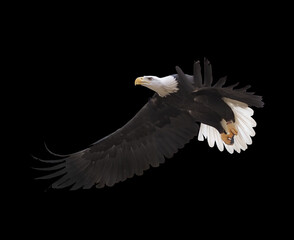 Eagle flying isolated at black