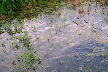 reflection of paddy surface