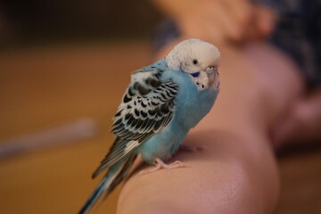 blue cute budgerigar2