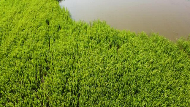Vue en drone sur une rizi&egrave;re au Cambodge