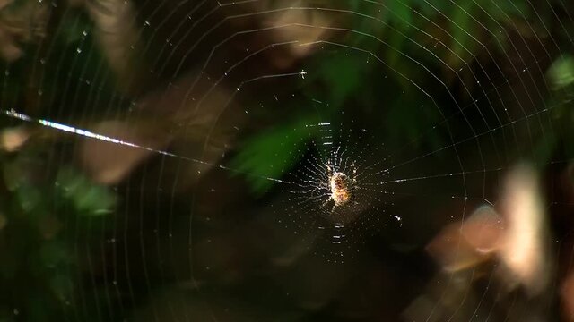 Eine Spinne trohnt inmitten ihres eigenen Spinnennetzes