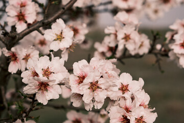 Obraz premium Almond tree blossoms