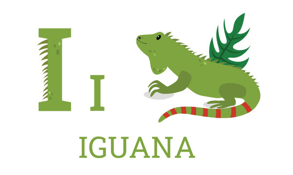 i iguana abc