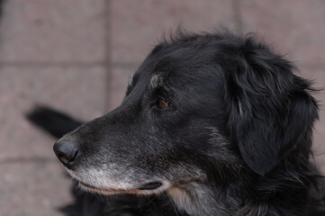 black dog looking into the distance