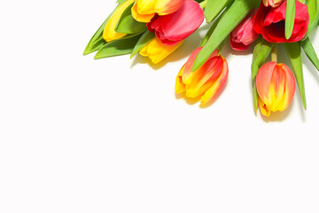 Colorful tulips peeking from the corner on white background. Elegant flower composition. Fresh spring concept. Empty space for text. Copy space.