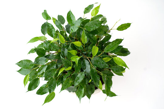 Indoor plant ficus benjamin on isolated white background top view. Water drops on the leaves. Place for your text.