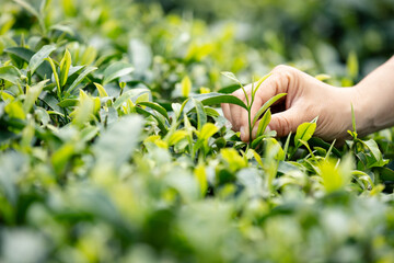 Hand picking tea leaves from tree in spring