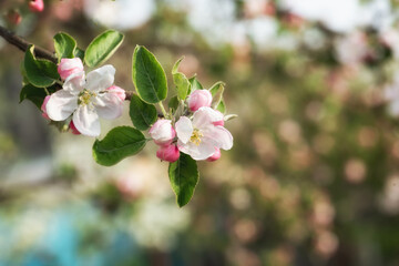 Blossoming apple with white and pink flowers on colorful natural background