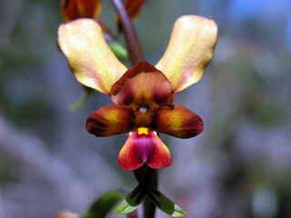 Close up image of a single perfect specimen of a Donkey orchid in its natural habitat.
Latin name is Diuris species.