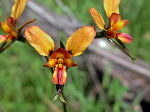 Donkey orchids, close-up image, growing in their natural habitat of Western Austalia.