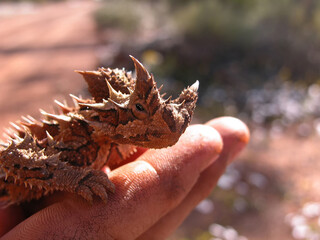  The thorny devil (Moloch horridus), also known commonly as the mountain devil, looking towards the...