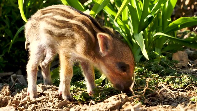 wild boar in the forest