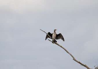 Cormorant_drying_wings