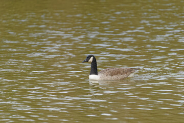 Canada_Goose_profile_photo