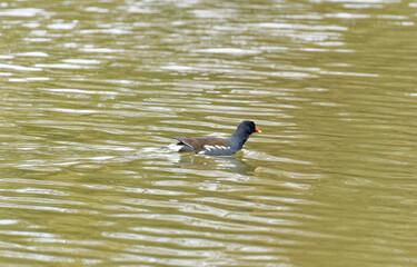 Moor_Hen_swimming_pond_Somerset