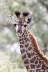 portrait of a young giraffe