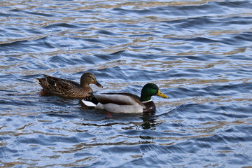 Erpel und Weibchen der Stockente beim Schwimmen 