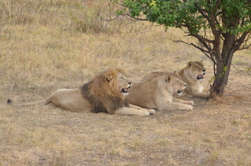 Fototapeta premium Three lions lying on a grass