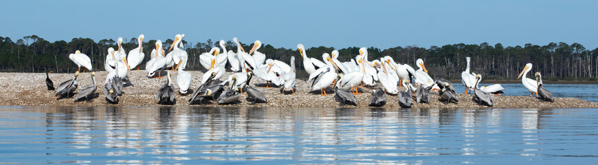 Obraz premium White and brown pelicans gathered on an oyster shell mound. 