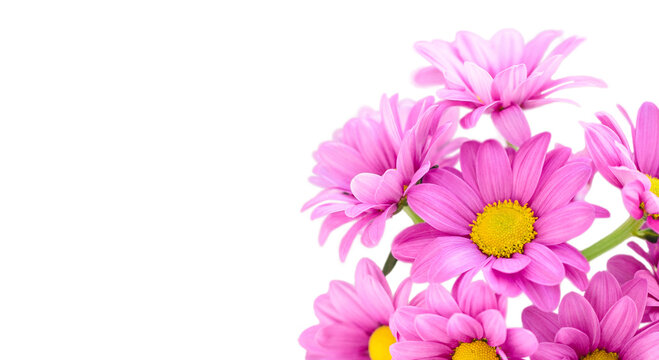 Pink flower chrysanthemum bush Chrysanthemum (Indicum Grp) tros Morreno Pink on a white background isolate