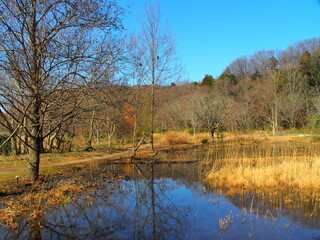 早春の池と林のある自然公園風景