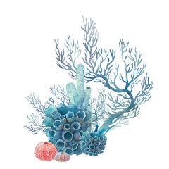 Watercolor coral illustration. Hand drawn isolated underwater branches, sea urchin composition on white background.