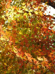 淡く色付いたモミジ