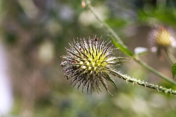 roslina © Bartosz Dobrychlop