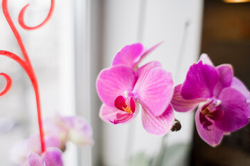 beautiful pink orchid on the windowsill at home