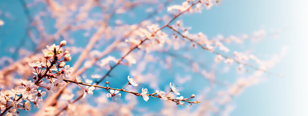 Bright spring background for banner with cherry blossoms