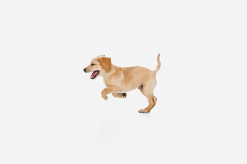 Little Labrador Retriever playing on white studio background